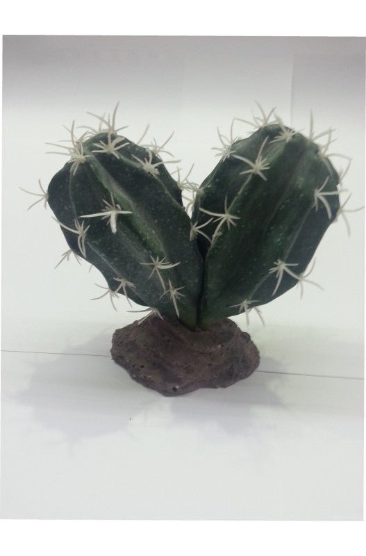 CACTUS SINAI 13 CM